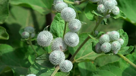 Bur waving at the wind - 4K 動画素材 40367419