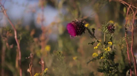 Bur wobbles in the wind Stock-Footage 50908891