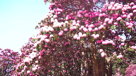 Burans flower tree found in the mountains areas Stock Footage 205813869