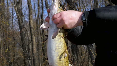 Burbot fish. Stock Footage 97342904