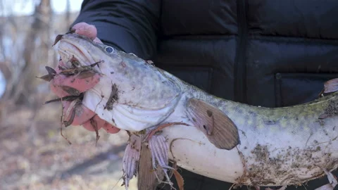 Burbot fish. Stock Footage 97342965