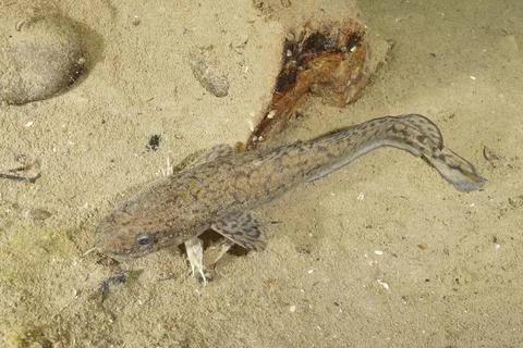 Burbot (Lota Lota) is Caught on Fishing Line for Bottom Fishing in