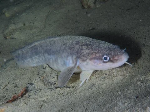 Burbot (Lota Lota) is Caught on Fishing Line for Bottom Fishing in