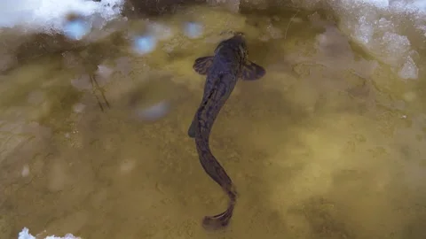 Burbot is real winter fish Stock Footage 341330304