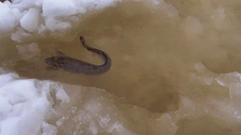 Burbot is real winter fish Stock Footage 341330994