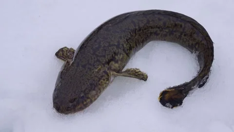 Burbot is real winter fish Stock Footage 341337553