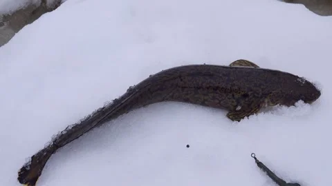 Burbot is real winter fish Stock Footage 341337584