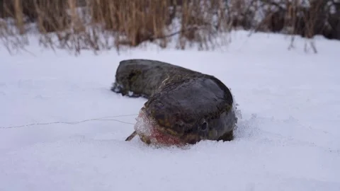 Burbot is real winter fish Stock Footage 341338003