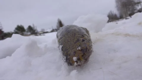Burbot is real winter fish Stock Footage 341339049