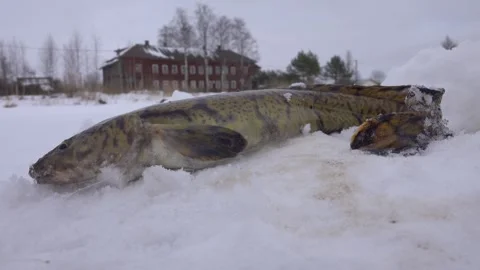 Burbot is real winter fish Stock Footage 341339088