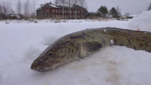 Burbot is real winter fish Stock Footage 341339093