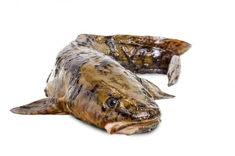 Burbot on a white background Stock Photos