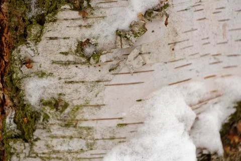 Burch with snow texture Stock Photos