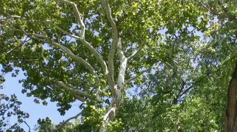 Burch Tree Video stock 9990516