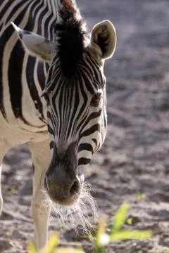 Burchell-Steppenzebra Stock Photos