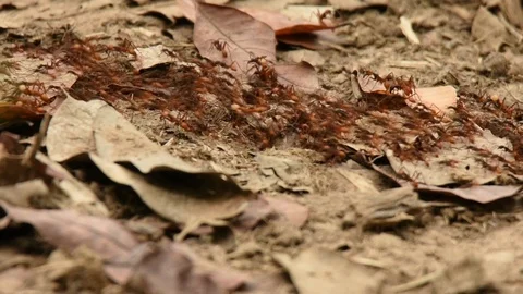 Burchells Army Ants raiding 스톡 동영상 86210519