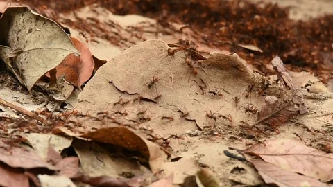 Burchells Army Ants raiding Stock Footage 86210666