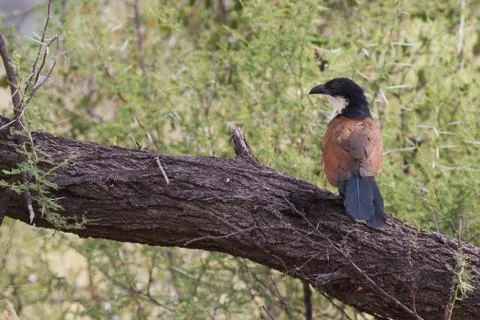 Burchells Coucal perched in a tree in Mapungubwe National Park South Africa Stock Photos