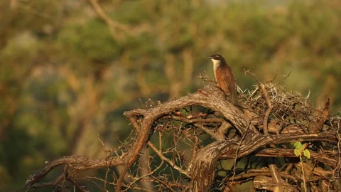 Burchell's Coucal perches on a cluster of dead branches, illuminated by warm Stock Footage 340429952