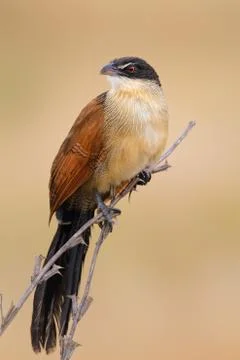 Burchell's coucal Stock Photos