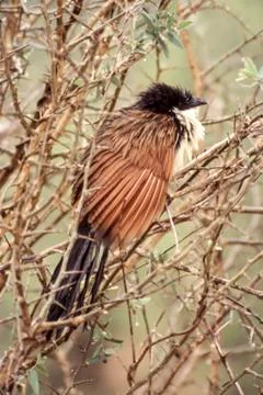 Burchell's Coucal Stock Photos