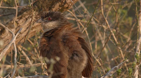 A Burchell's Coucal sitting on a branch Stock Footage 54054001