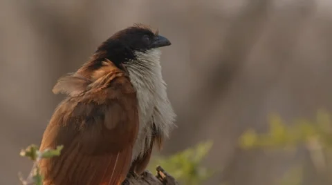 Burchell's Coucal sitting in a tree and looking around 動画素材 31458932