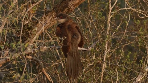 Burchell's Coucal sitting in a tree Stock Footage 31380089