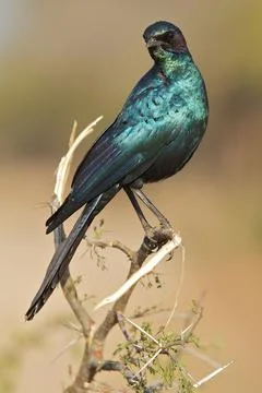 Burchells Starling. Stock Photos