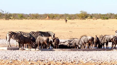 Burchell's Zebra and Blue Wildebeest near a waterhole at Etosha National Park Stock Footage 288454920