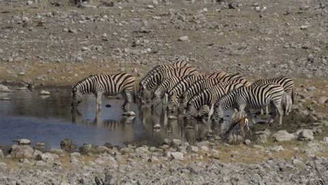 Burchell's zebra and Springbok drinking from a waterhole, Etosha National Park Stock Footage 290351721