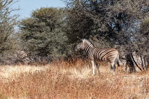 A Burchells zebra between trees Stock Photos