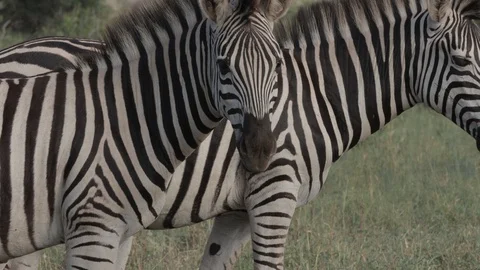 Burchell's zebra closeup Stock Footage 125406637