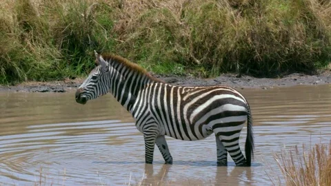 BURCHELL'S ZEBRA DRINKING MAASAI MARA KENYA AFRICA Stock Footage 75223296