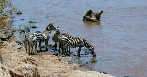 BURCHELL'S ZEBRA DRINKING MAASAI MARA KENYA AFRICA Stock-Footage 83185443