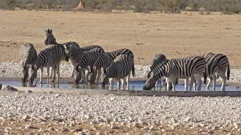 Burchell's zebra drinking from a waterhole, Etosha National Park Stock Footage 288450286