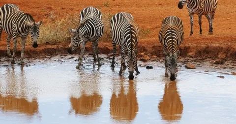Burchell's Zebra, equus burchelli, Herd Drinking at the Water Hole, Tsavo Par Stock-Footage 101268291