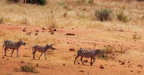 Burchell's Zebra, equus burchelli, Herd walking through Savannah, Tsavo Park Stock Footage 101268516