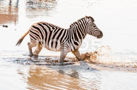 Burchells zebra, Equus quagga burchellii, walking in muddy water Stock Photos