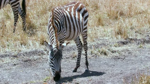 BURCHELL'S ZEBRA FOAL EATING MAASAI MARA KENYA Stock Footage