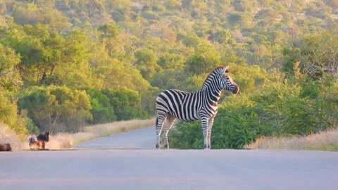 Burchell's Zebra focused Stock Footage 301760226