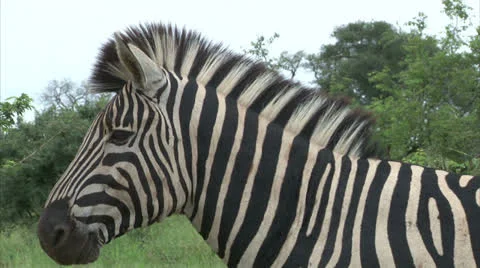 Burchell's Zebra Stock Footage 25103852