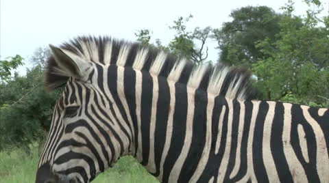 Burchell's Zebra Stock Footage 25104428