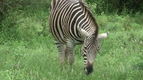 Burchell's Zebra 스톡 동영상 25104985