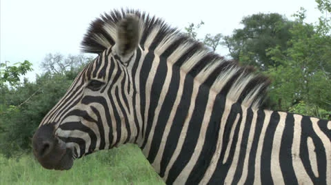 Burchell's Zebra Stock Footage 25105179