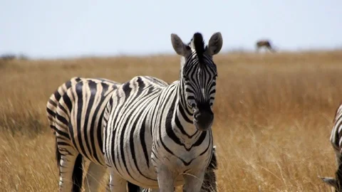 Burchell‘s Zebra Video stock 116980492