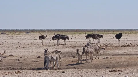 Burchell's Zebra herd and Common ostrichs at Etosha National Park Stock Footage 288454218