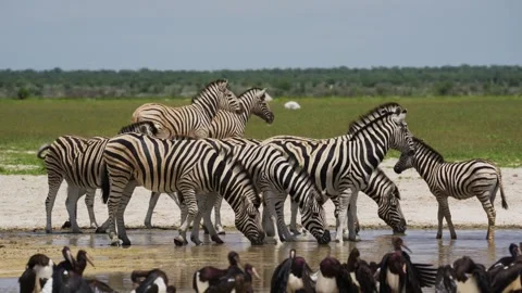 Burchell's zebra herd drinking water from a pond in Etosha National Park with Ab Stock Footage 331939458