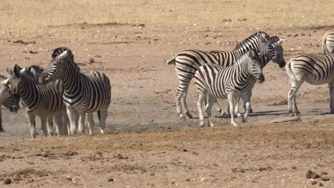Burchell's zebra, herd in Etosha National Park Stock Footage 290347321