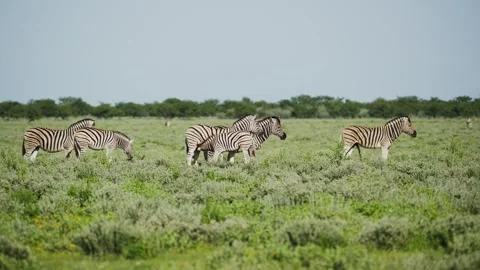Burchell's zebra herd grazing peacefully in lush green savanna of Etosha Nationa Stock Footage 331934795